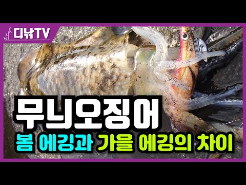 동해안 무늬오징어 시즌개요 – 7월 낚시 완벽 가이드 (2026.04.24)