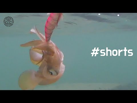 동해안 오징어 원투채비법 – 8월 낚시 완벽 가이드 (2026.04.26)