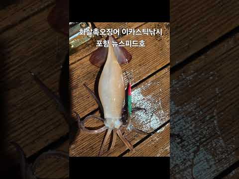 동해안 오징어 시즌개요 – 8월 낚시 완벽 가이드 (2026.04.25)