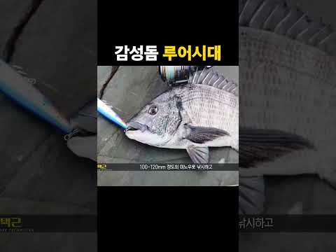 동해안 감성돔 루어낚시법 – 10월 낚시 완벽 가이드 (2026.04.30)