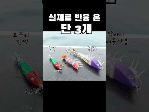 서해안 갑오징어 인기 에기 소개 완벽 가이드 – 상황별 에기 선택 (2026.04.25)