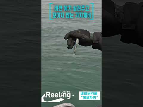 서해안 갑오징어 채비법 완벽 가이드 – 채비/포인트/선단 총정리 (2026.04.24)