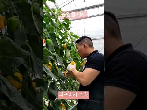 스마트팜 파프리카 재배 완벽 가이드 – 스마트팜 실전 정보 (2026.05.12)