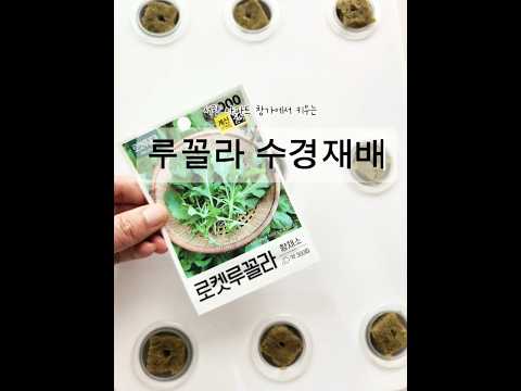 루꼴라 수경재배 완벽 가이드 (2026.05.25)