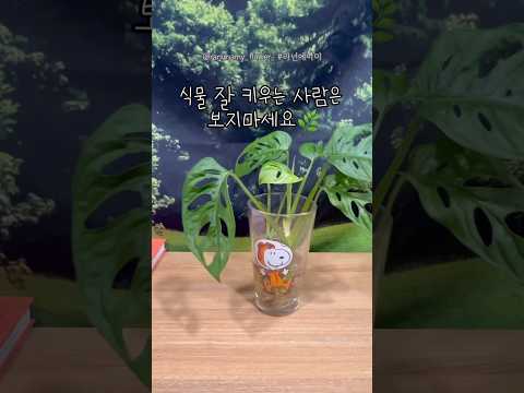 수경재배 장치 추천 완벽 가이드 (2026.05.26)
