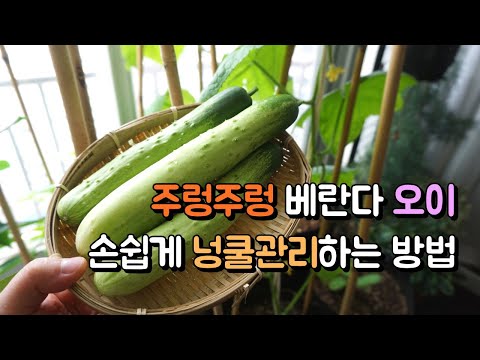 베란다 오이 키우기 완벽 가이드 (2026.05.25)