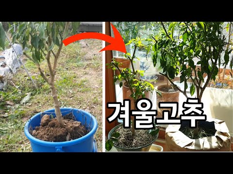 베란다 고추 키우기 완벽 가이드 (2026.05.22)