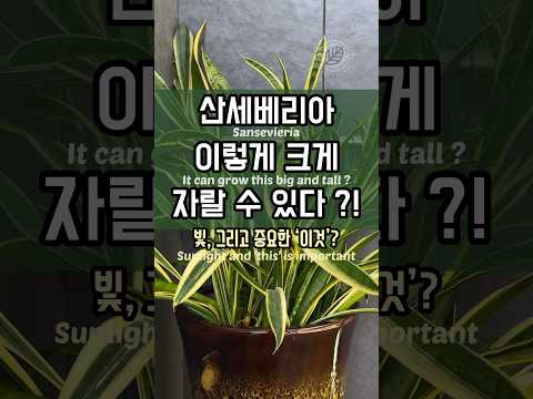산세베리아 키우기 완벽 가이드 – 실내식물 관리법 (2026.05.21)