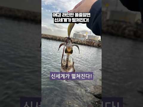 동해안 오징어 에깅 완벽 가이드 완벽 가이드 (2026.05.20)
