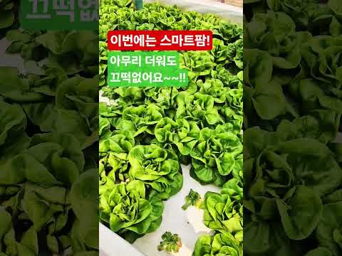 스마트팜 유망 작물 ② – 상추·허브·쌈채소 빠른 수익 엽채류 재배법 (2026.05.04)