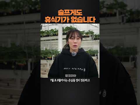 스마트팜 유망 작물 ① – 딸기·토마토·파프리카 고수익 과채류 재배법 (2026.05.03)