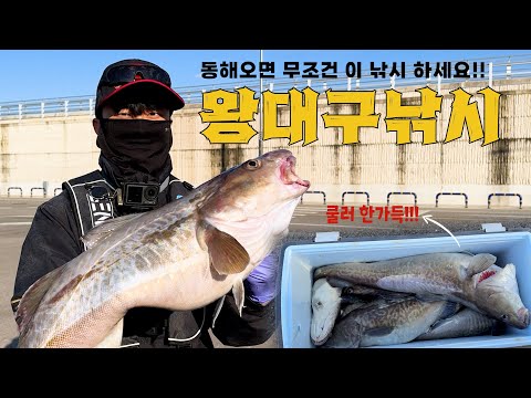 동해안 대구 시즌개요 – 11월 낚시 완벽 가이드 (2026.05.01)