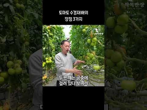 방울토마토 수경재배 완벽 가이드 (2026.05.22)