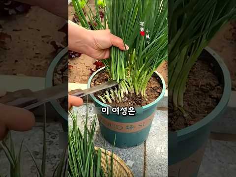 베란다 쪽파 키우기 완벽 가이드 (2026.05.26)