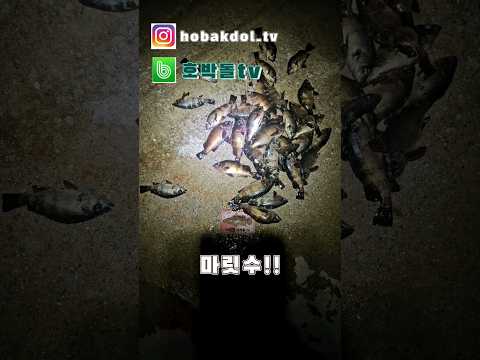 동해안 겨울 어종 겨울 낚시 총정리 완벽 가이드 (2026.05.27)