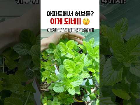 베란다 허브 키우기 완벽 가이드 (2026.05.24)