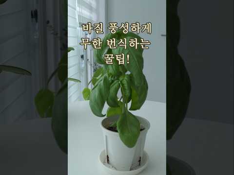 베란다 바질 키우기 완벽 가이드 (2026.05.27)