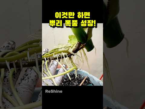 몬스테라 키우기 완벽 가이드 – 실내식물 관리법 (2026.05.20)