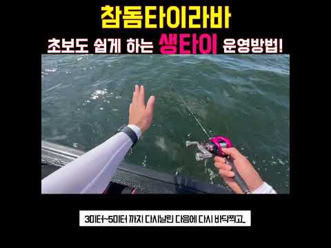 타이라바 참돔낚시 완벽 가이드 ③ – 시즌·포인트 (2026.05.07)