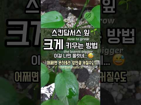 스킨답서스 키우기 완벽 가이드 – 실내식물 관리법 (2026.05.22)