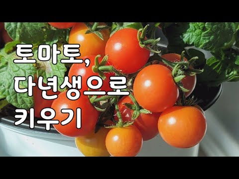 베란다 방울토마토 키우기 완벽 가이드 (2026.05.21)