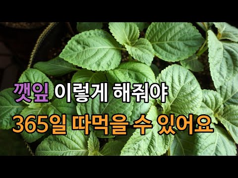 베란다 깻잎 키우기 완벽 가이드 (2026.05.23)