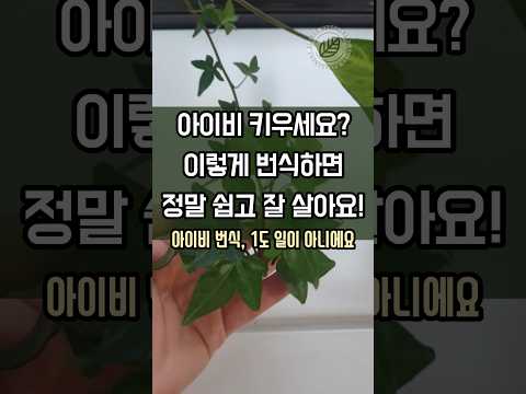 아이비 키우기 완벽 가이드 – 실내식물 관리법 (2026.05.26)