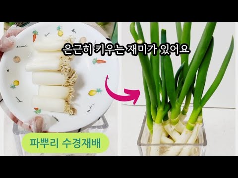 파 수경재배 완벽 가이드 (2026.05.24)