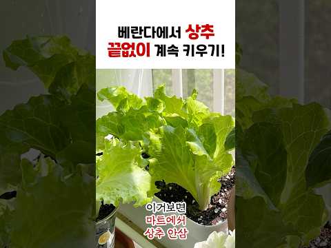 베란다 상추 키우기 완벽 가이드 (2026.05.20)