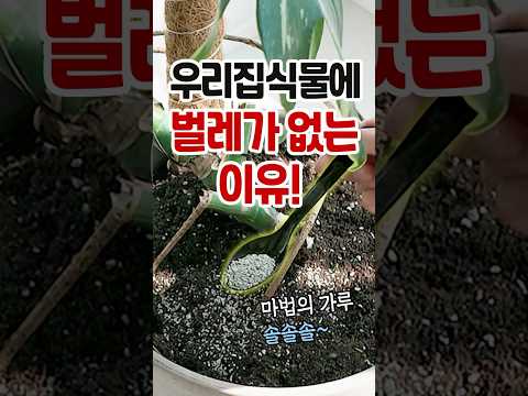 수경재배 병충해 관리 완벽 가이드 (2026.06.13)