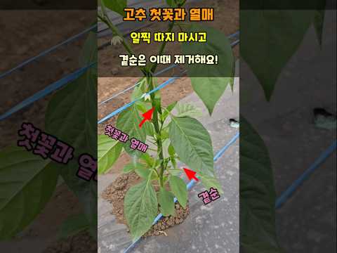 베란다 고추 키우기 완벽 가이드 (2026.06.03)