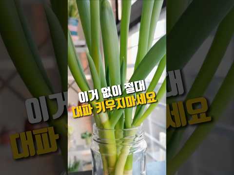 베란다 대파 키우기 완벽 가이드 (2026.06.14)
