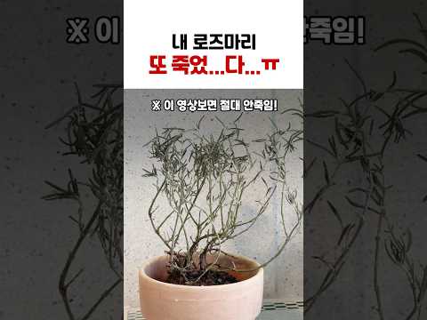 로즈마리 키우기 완벽 가이드 – 실내식물 관리법 (2026.06.16)