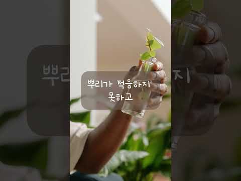 수경재배 실패 원인 완벽 가이드 (2026.06.15)