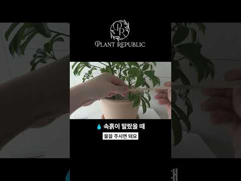 홍콩야자 키우기 완벽 가이드 – 실내식물 관리법 (2026.06.14)