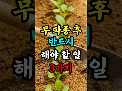 베란다 무 키우기 완벽 가이드 (2026.06.21)