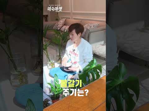 초보자 수경재배 시작법 완벽 가이드 (2026.06.12)
