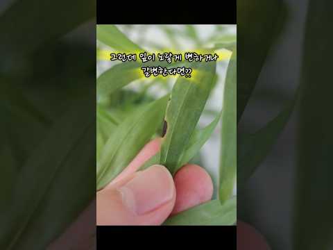 테이블야자 키우기 완벽 가이드 – 실내식물 관리법 (2026.06.13)