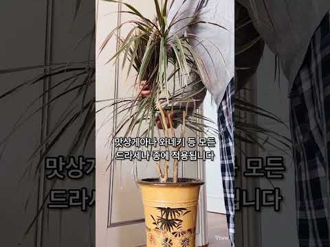 드라세나 키우기 완벽 가이드 – 실내식물 관리법 (2026.06.06)