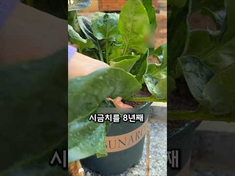 베란다 시금치 키우기 완벽 가이드 (2026.06.19)