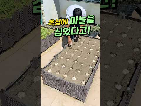 베란다 마늘 키우기 완벽 가이드 (2026.06.15)