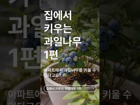 베란다 블루베리 키우기 완벽 가이드 (2026.06.13)