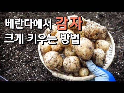 베란다 감자 키우기 완벽 가이드 (2026.06.16)