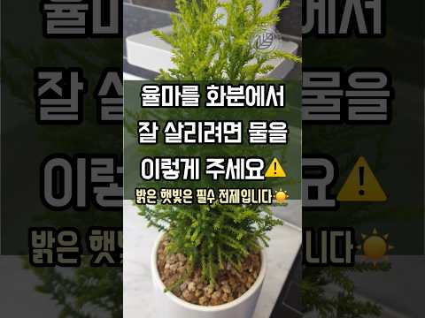 율마 키우기 완벽 가이드 – 실내식물 관리법 (2026.06.15)
