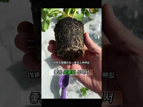 베란다 딸기 키우기 완벽 가이드 (2026.06.12)