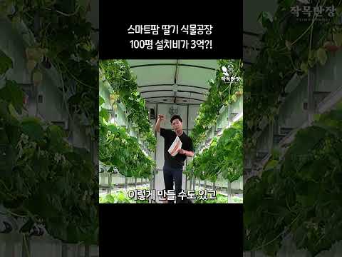 스마트팜 딸기 재배법 완벽 가이드 – 스마트팜 실전 정보 (2026.07.09)